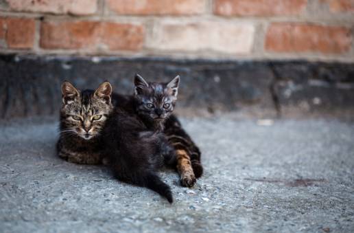  El Ayuntamiento preasigna la recogida y custodia de animales a la Sociedad Protectora por 289.187 euros