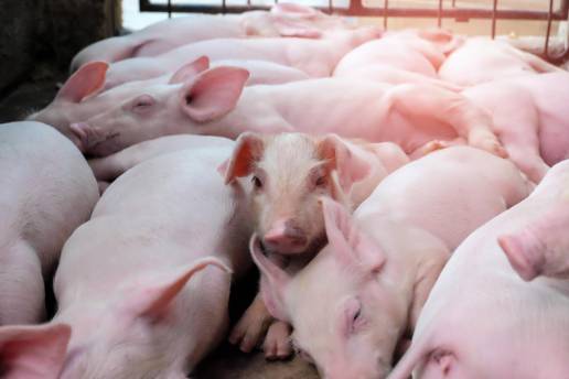 Proteínas antivirales sIFITM1, sIFITM3 y sViperin como adyuvantes inactivados de la vacuna contra el virus de la peste porcina clásica
