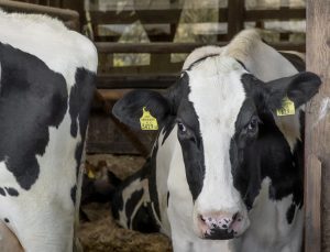 Últimos días para presentar candidaturas a los Premios BVDZero de Boehringer Ingelheim Animal Health España