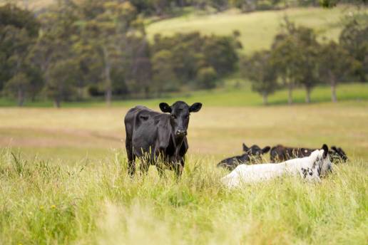 Asociación entre patógenos de mastitis subclínica y transferencia pasiva de inmunidad en terneros