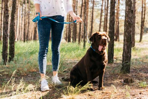 ¿Cambió la pandemia el comportamiento de nuestros perros?