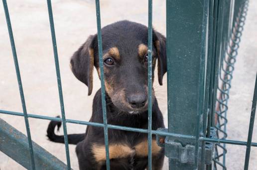  El Ayuntamiento de Estepona abre la licitación del servicio de rescate y protección animal