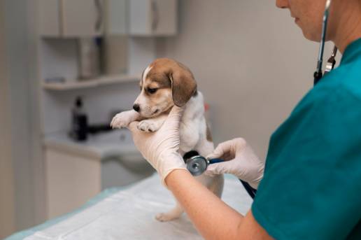 Un estudio transnacional sobre salud mental, angustia psicológica e ideación suicida entre veterinarios en varios países europeos