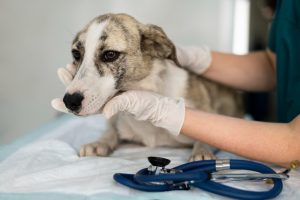 Moreno anuncia deducción fiscal para propietarios de animales de compañía, en la séptima bajada de impuestos de la Junta