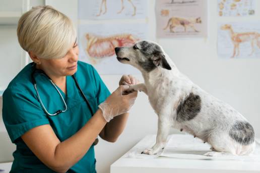 Modelado y simulación farmacométrica para ayudar a optimizar la dosis de fenobarbital en perros
