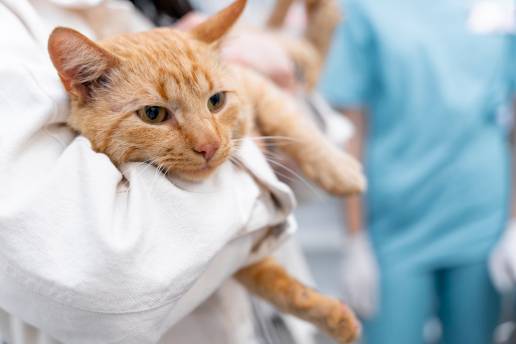 Enfoque del espectro de atención para el manejo de refugios de animales de peritonitis infecciosa felina complicada por el virus de la leucemia felina