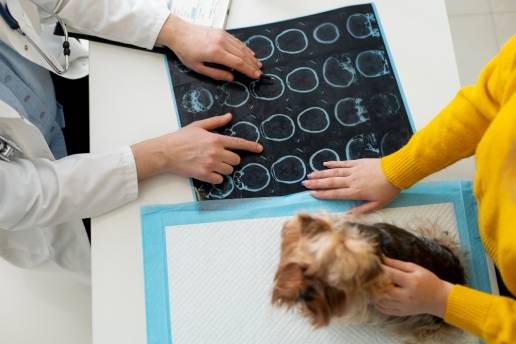 Hallazgos de resonancia magnética peritumoral y hernias cerebrales en perros epilépticos con tumores cerebrales prosencefálicos: un estudio retrospectivo multicéntrico