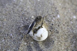 Nacen 92 ejemplares de tortuga boba en el arenal de Carrer la Mar en El Campello