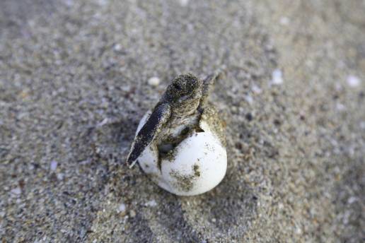 Nacen 92 ejemplares de tortuga boba en el arenal de Carrer la Mar en El Campello