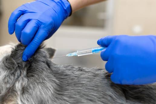 El Colegio de Veterinarios de Toledo subraya la importancia de no relajar las medidas preventivas frente a la rabia