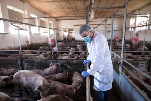 Caracterización de una endolisina de fagos enterocócicos como potencial agente antimicrobiano contra Streptococcus suis