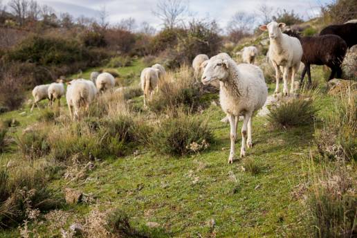 Efectos del caldo fermentado de origen vegetal en la fermentación del rumen, el desarrollo gastrointestinal y las poblaciones microbianas en corderos de engorde