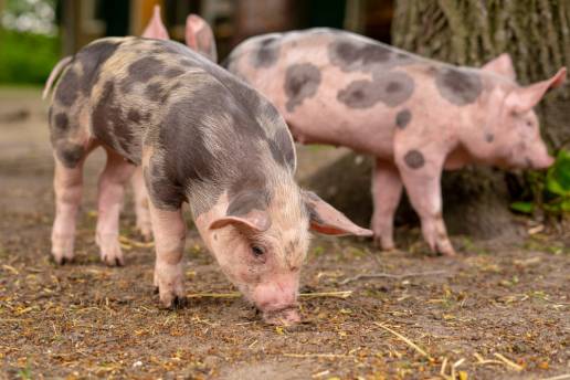 Efecto de la suplementación con oligosacáridos de quitosano en la dieta materna y post-destete sobre el rendimiento reproductivo de la cerda y el crecimiento y desarrollo intestinal en la descendencia