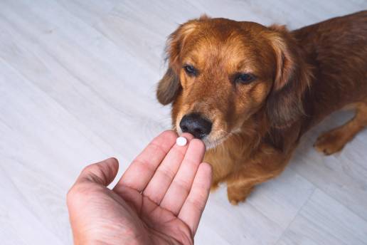 El efecto de la suplementación dietética con triptófano y una provocación oral de triptófano sobre la excreción urinaria de ácido 5-hidroxiindolacético en perros domésticos
