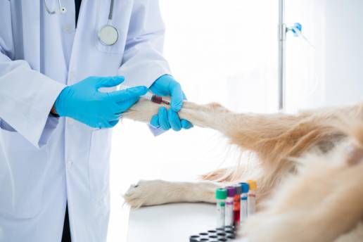 Evaluaciones repetidas de la función tiroidea en el perro: un estudio retrospectivo de 8.309 perros