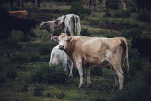 La jueza ve "indicios de criminalidad" en los tres investigados por la muerte de 25 vacas en San Roque