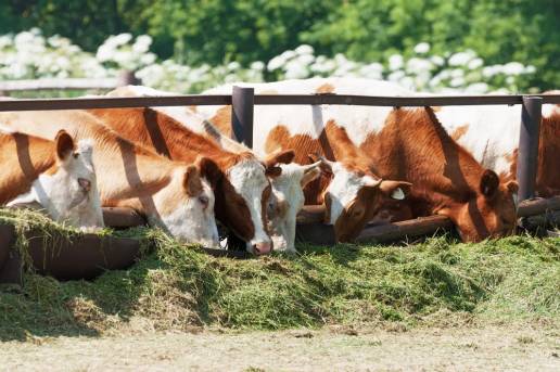 Las cepas del virus de la diarrea viral bovina 2 generan genomas virales de deleción principalmente en la región NS2 del genoma viral