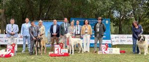 El Podenco Ibicenco, ganador absoluto en el encuentro de razas caninas españolas de Astorga 