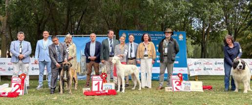 El Podenco Ibicenco, ganador absoluto en el encuentro de razas caninas españolas de Astorga 