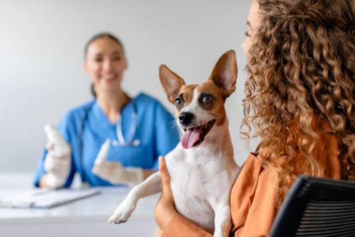Eficacia de un extracto de hierbas de cannabis 20:1 CBD:THC para el dolor y la inflamación en perros después de una osteotomía de nivelación de la meseta tibial