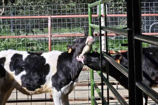 CRISPR llega al campo: vacas con microbiomas ‘a medida’ para frenar las emisiones de metano