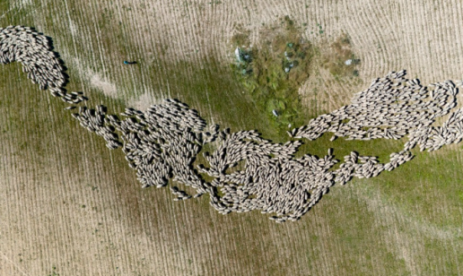 Un nuevo proyecto turístico pone en valor las rutas de trashumancia de las ovejas merinas