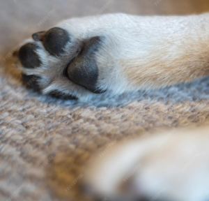 Condenan a un hombre por matar la mascota que tenía en común con su expareja en Las Palmas de Gran Canaria