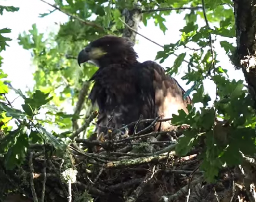 El nacimiento de un pigargo en Castilla y León, un hito para la biodiversidad española