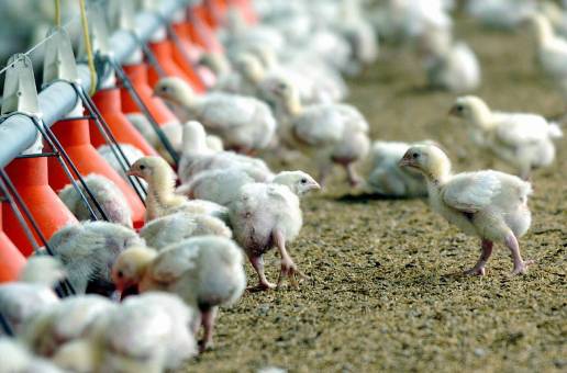 España registra este verano un repunte de brotes de gripe aviar: 35 casos en apenas dos meses