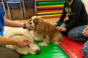 Animales que transforman vidas: ¿en qué se diferencia un perro de terapia o de asistencia?