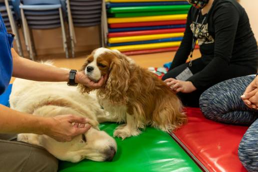 Animales que transforman vidas: ¿en qué se diferencia un perro de terapia o de asistencia?