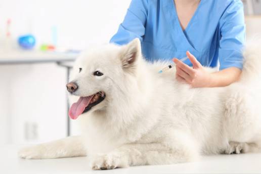 Veterinarios alertan en el Día Mundial contra la Rabia de la importancia de mantener la vacunación en animales de compañía