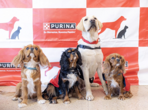 Animales que transforman vidas: ¿en qué se diferencia un perro de terapia o de asistencia?