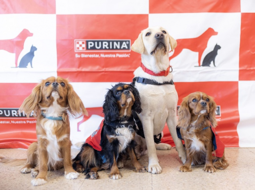 Animales que transforman vidas: ¿en qué se diferencia un perro de terapia o de asistencia?