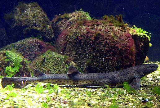 Los tiburones de menor tamaño y aguas profundas son especialmente vulnerables ante la captura accidental, según estudio