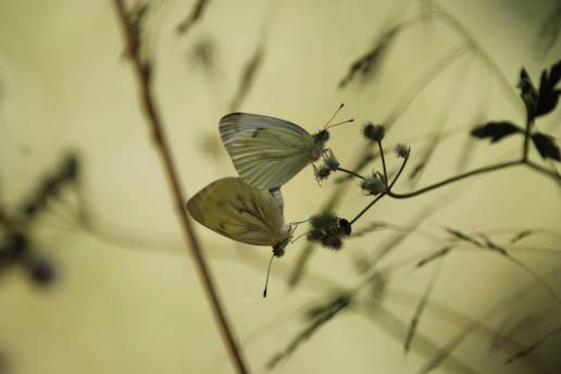 Los episodios climáticos más extremos pueden colapsar poblaciones de insectos como las mariposas