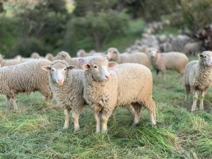 Los seres humanos influyeron en el tamaño de animales domésticos y salvajes