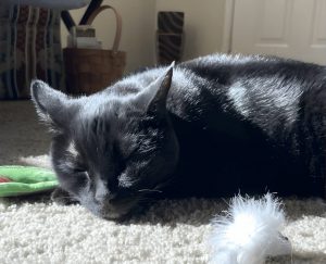 Un fármaco experimental controla tumores en gatos y podría ayudar a terapias humanas