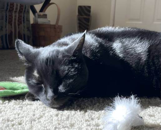 Un fármaco experimental controla tumores en gatos y podría ayudar a terapias humanas