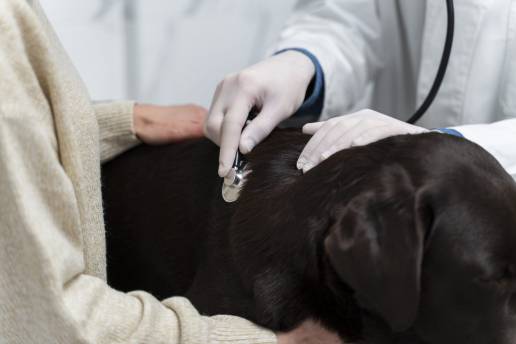 Frecuencia cardíaca y respiratoria en reposo en perros en su entorno natural: nuevos conocimientos de un estudio prospectivo internacional a largo plazo en una cohorte de 703 perros que utilizan un dispositivo biométrico para la monitorización cardiorrespiratoria longitudinal no invasiva (el estudio AI-COLLAR)