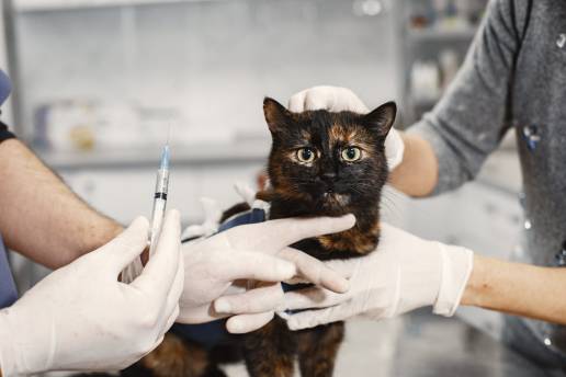 Manejo quirúrgico exitoso de un empiema subdural cerebeloso en un gato doméstico