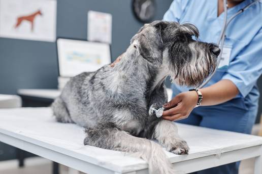 Caso clínico: Terapia con trilostano en un perro con carcinoma adrenocortical recurrente que produce una serie de hormonas esteroides