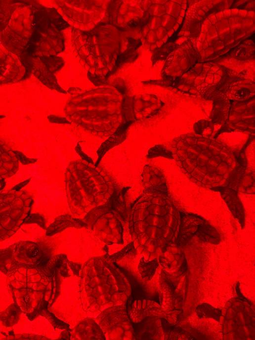 Nacen 43 tortugas en El Saler (València)