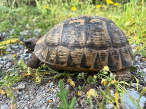 Abierto un plazo de dos meses para realizar aportaciones al Plan de Conservación de la Tortuga Mora