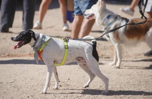 El Ayuntamiento de Las Rozas  lanza una campaña para fomentar la recogida de excrementos caninos