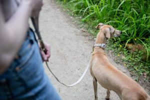 Radiografía del 'pet parenting' en España: 49% de hogares con mascota y La Rioja lidera en bienestar animal
