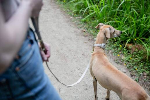 Radiografía del 'pet parenting' en España: 49% de hogares con mascota y La Rioja lidera en bienestar animal