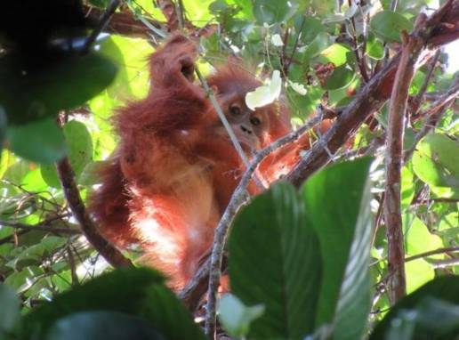 Los jòvenes orangutanes observan a otros para hacerse la cama