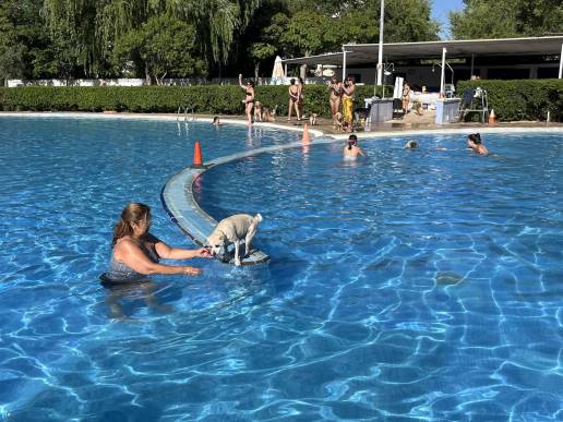 El 'Piscican' permite a mascotas y sus cuidadores disfrutar de un baño en la piscina del Paseo de la Cuba de Albacete