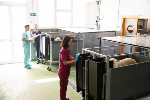 Añaden algas en la dieta de las vacas para reducir las emisiones de gases de efecto invernadero